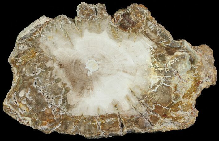 Petrified Wood (Araucaria) Slice - Madagascar #69436